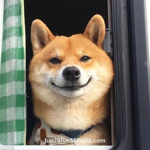 Ảnh đại diện của Hải Đăng